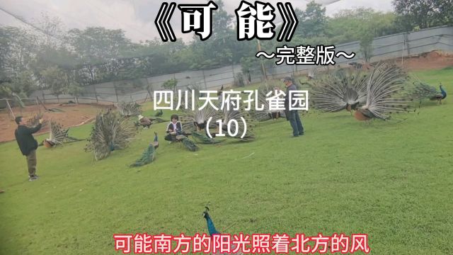 野生动物零距离,人与自然,乡村旅游景点(四川天府孔雀园)