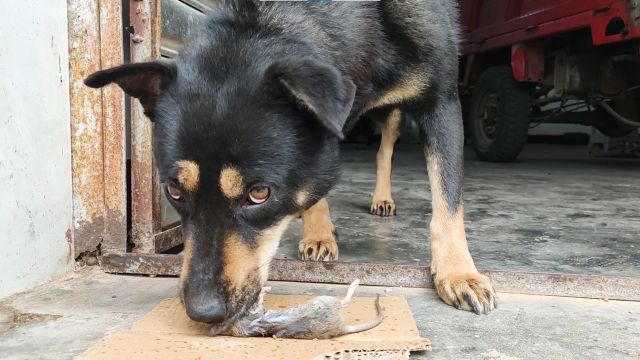 中华田园犬四眼,不仅会看家护院,抓耗子也是一绝