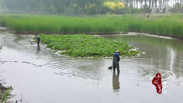 千城百县看中国丨河北廊坊:龙河湿地风景美如画