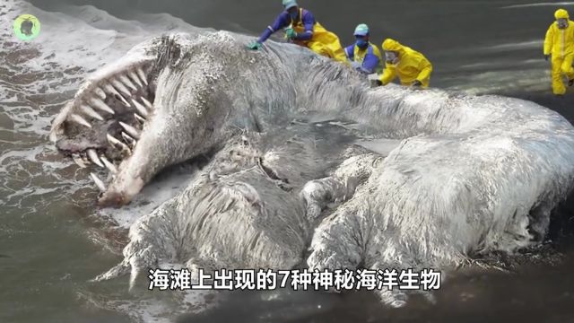 海滩上出现的7种神秘海洋生物,“白毛海怪”是什么生物? (3)