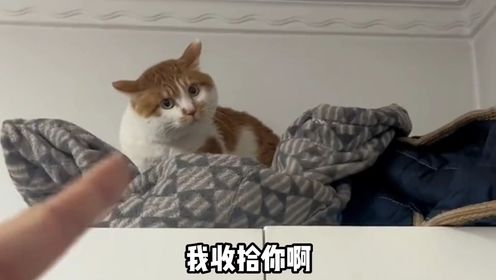 盘点那些叛逆的猫咪,10斤的猫9斤的反骨
