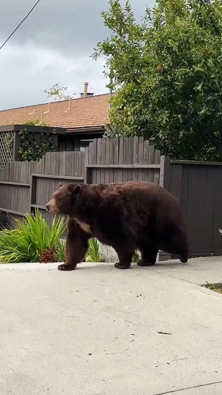 胖乎乎的棕熊看着真可爱