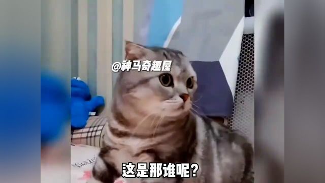 震惊猫咪500年,直接傻眼了