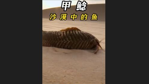 沙漠中生存的鱼甲鲶