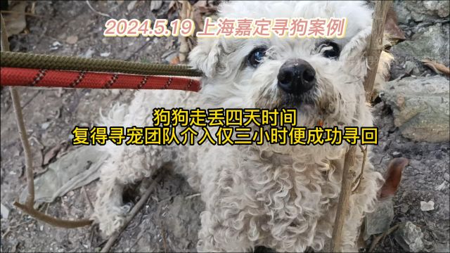 上海嘉定寻比熊