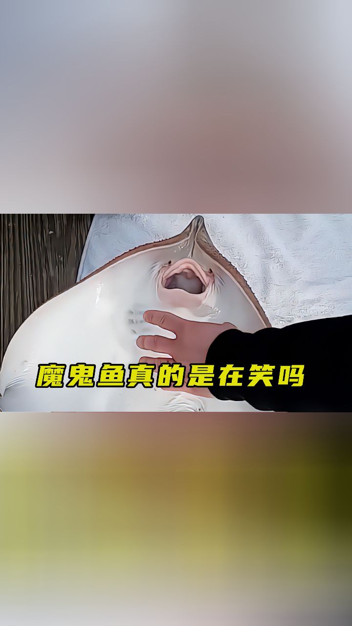 魔鬼鱼是真的在笑吗?