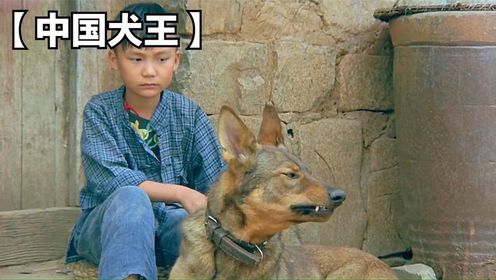 这才是真正的中国军犬，用生命来捍卫自己的国家！