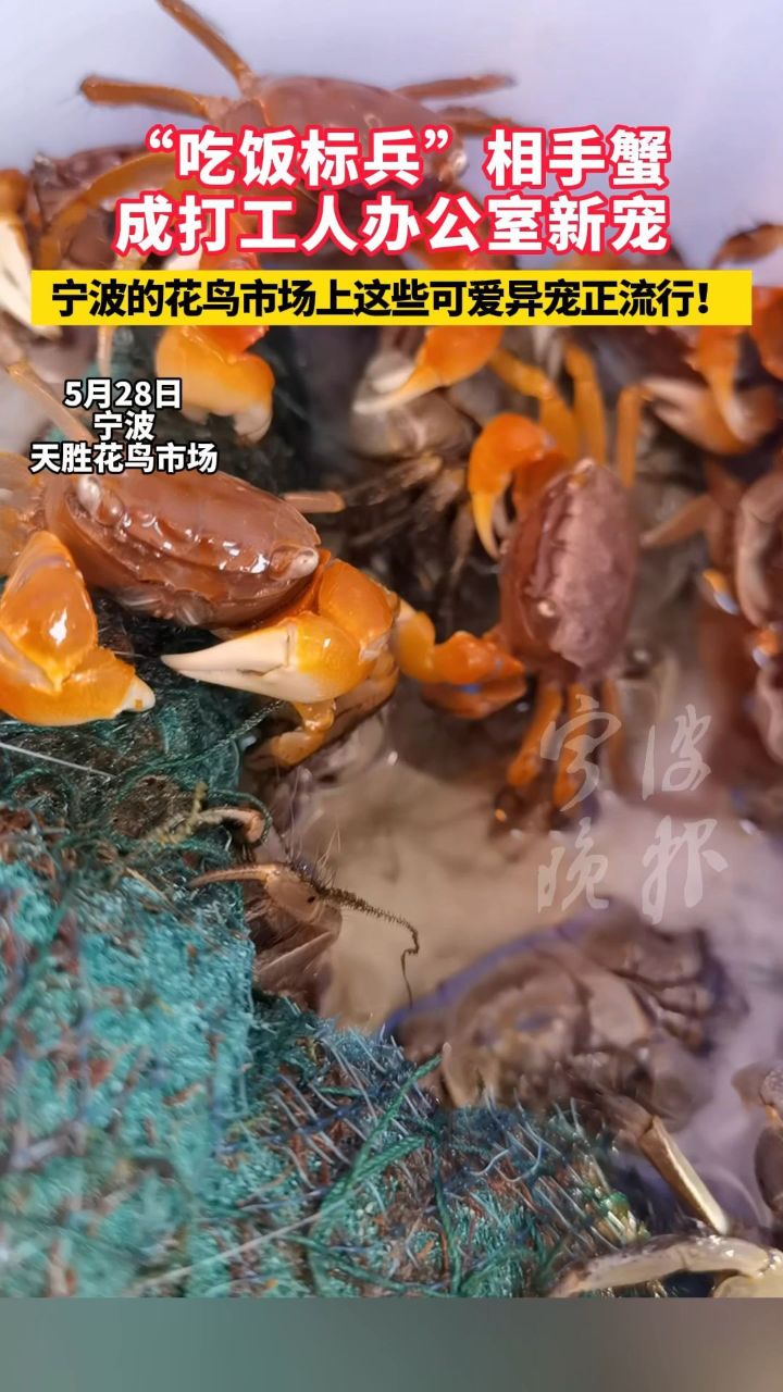 相手蟹成打工人办公室新宠,宁波的花鸟市场上这些可爱异宠正流行