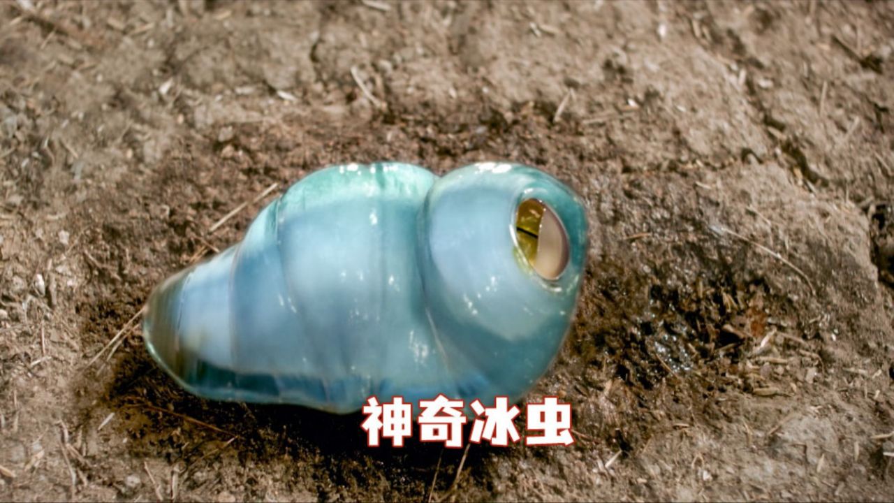 冰虫可以治好女孩发烧,可一旦进入身体就可以把人变成冰雕.