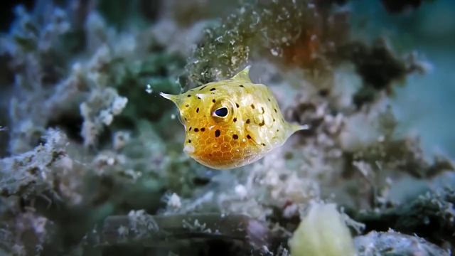 十大超怪异海洋生物之一,侧面看像杨桃成精了#海洋生物#海缸#箱鲀#动物科普