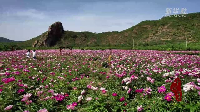 千城百县看中国|河北迁西:赤芍花开 药赏两用促增收