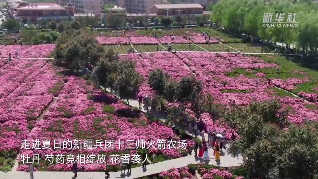 千城胜景丨火箭农场花开如海