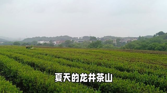 夏天的龙井茶山