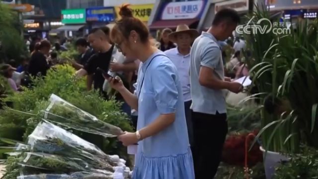 央视财经评论:艾草玩出新花样,契合年轻人精致表达