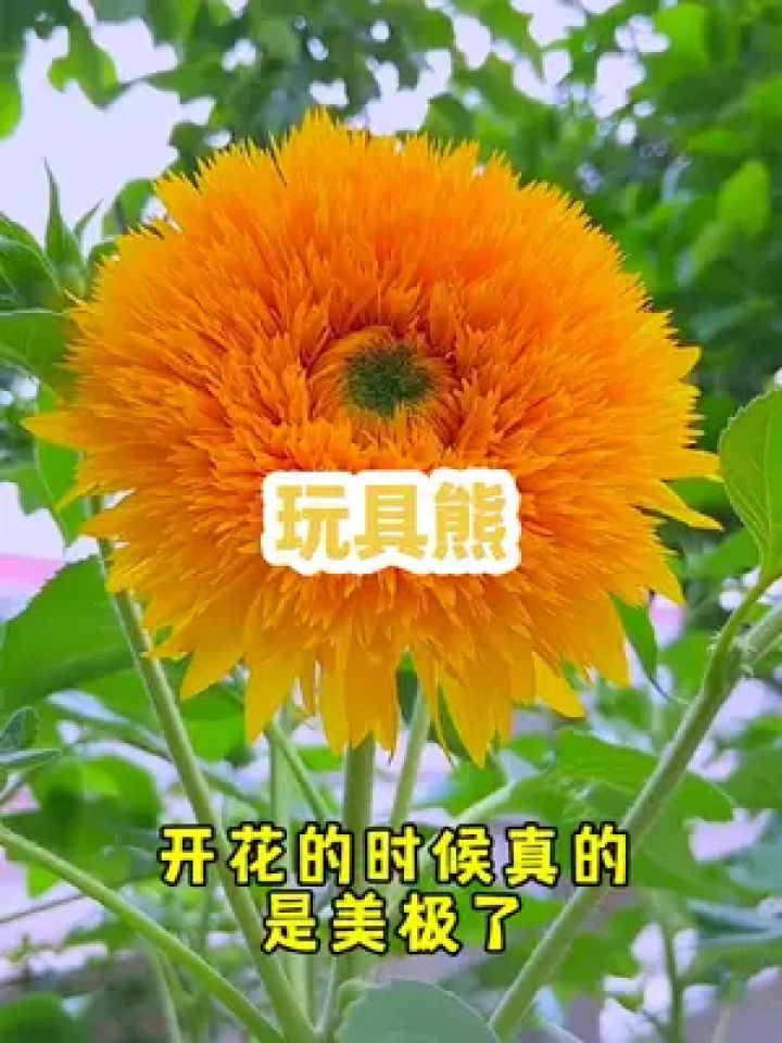 玩具熊向日葵,开花毛绒绒,美极了 家里有空地的,夏季一定要种几棵