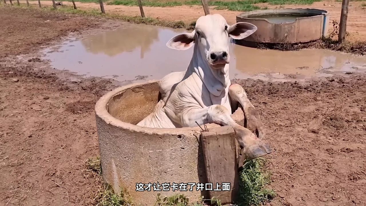 卡在井口不能动弹的大白牛