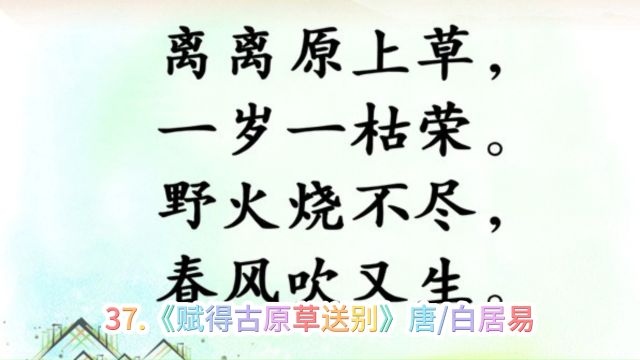 37.《赋得古原草送别》唐/白居易