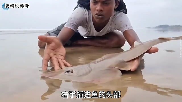 小伙在海边发现了大尖头鱼,二话不说直接将鱼给挖起来,拿去市场卖