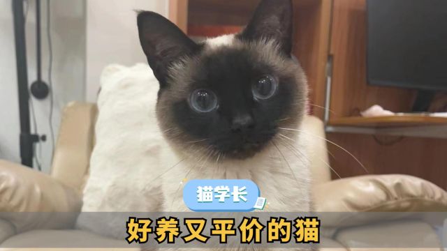 这几种猫特别适合新手养,好养又平价!