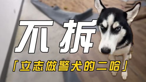 盘点全网最火的10大猫meme原型，快来看看你刷到过哪几个？#搞笑萌宠#搞笑表情#沙雕宠物_高清1080P在线观看平台_腾讯视频
