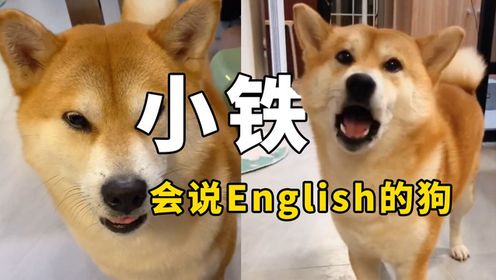 盘点全网最火的10大猫meme原型，快来看看你刷到过哪几个？#搞笑萌宠#搞笑表情#沙雕宠物_高清1080P在线观看平台_腾讯视频