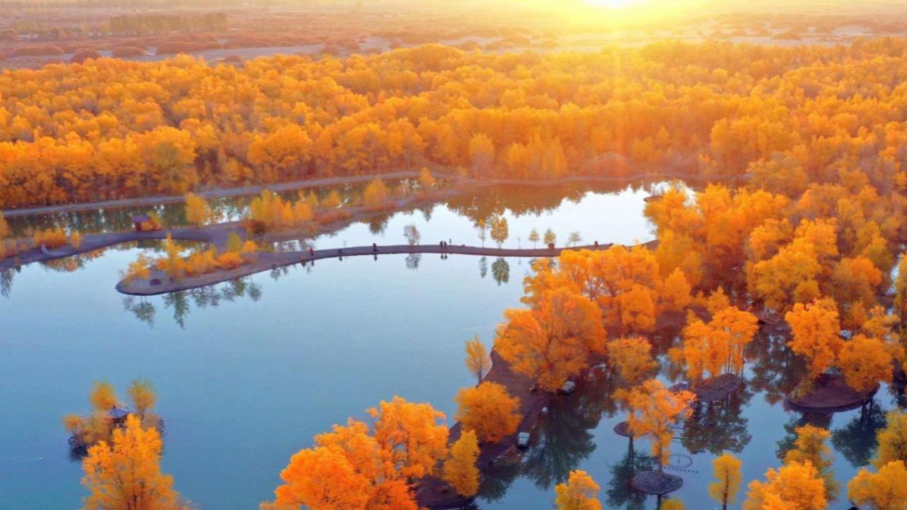 金塔胡杨林,茂密的胡杨树千奇百怪,神态万千,仿若童话世界.