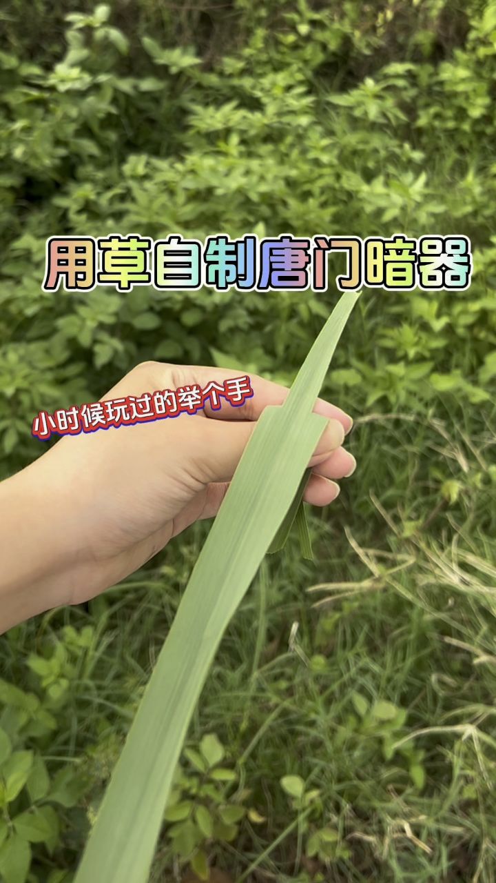 用草自制唐门暗器小时候经常玩吧