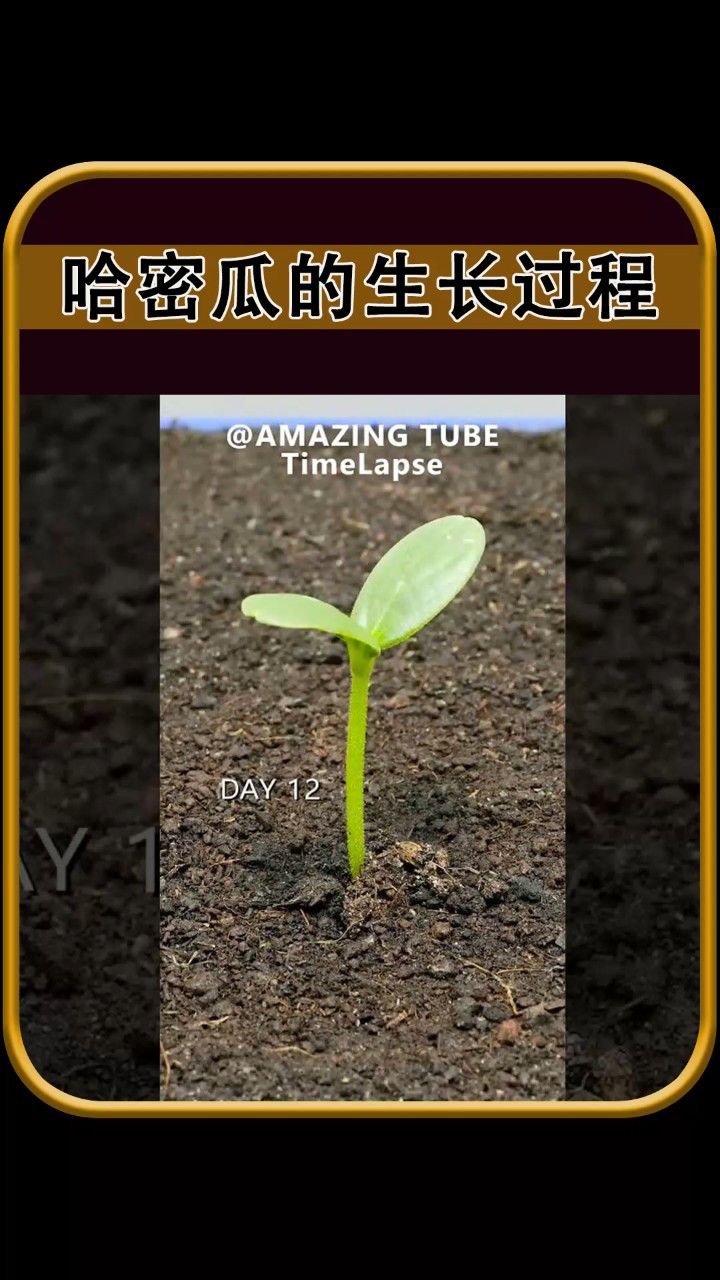 哈密瓜的生长过程