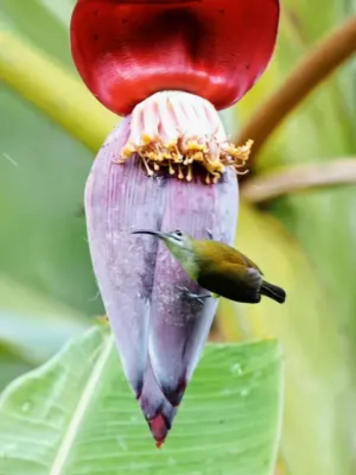 票根的回忆!#野生鸟类摄影 #长嘴捕蛛鸟