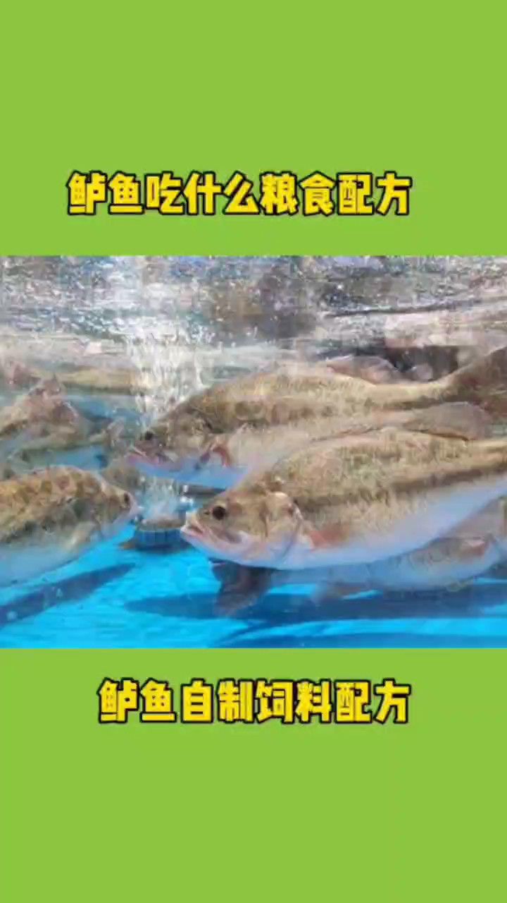 淡水鲈鱼多少钱一斤图片