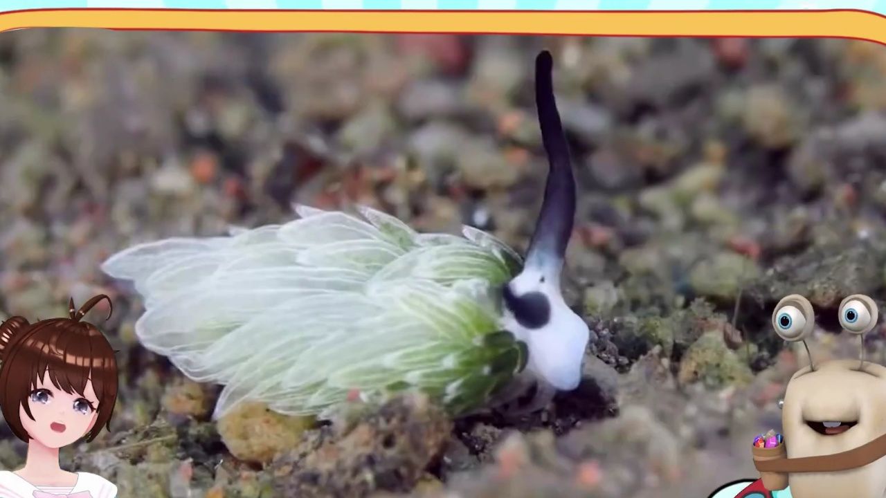 小绵羊海蛞蝓,自带太阳能电池的小可爱