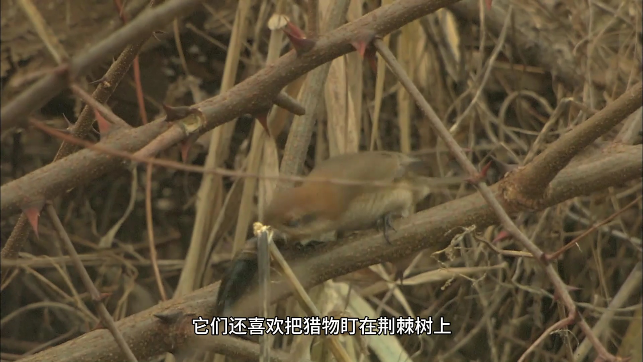 皮特森林侦探队 第一季 11集