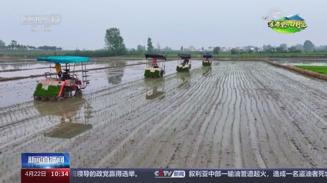 在希望的田野上 安徽霍邱 抢抓春耕农时 再生稻插秧忙