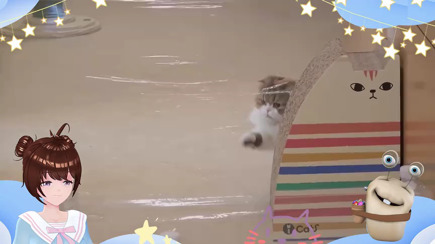 白白侠的猫咪朋友 147集