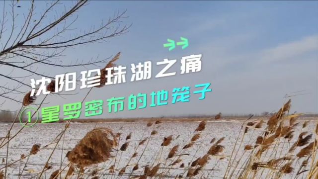 沈阳珍珠湖之痛!(1)星罗密布的地笼子