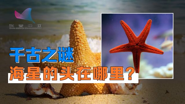 海星的头在哪里?其实它没有身体,只有一个头!