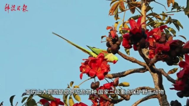 近危物种亚历山大鹦鹉现身云南保山市龙陵县 属于世界近危物种国家二级重点保护野生动物