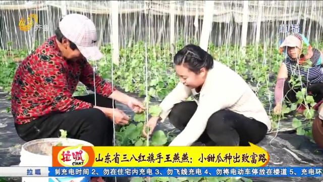 山东省三八红旗手王燕燕:种植发展小甜瓜,带动乡亲们增收致富