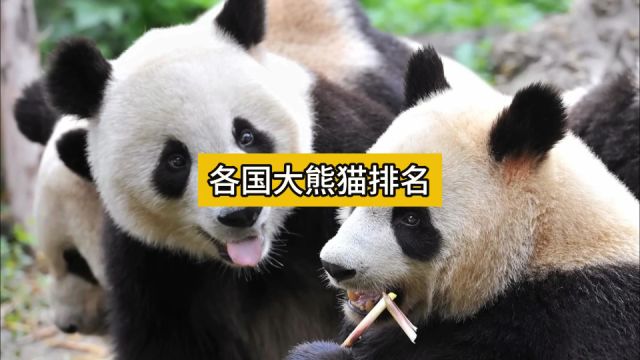 世界各国大熊猫排名,哪些国家数量多?