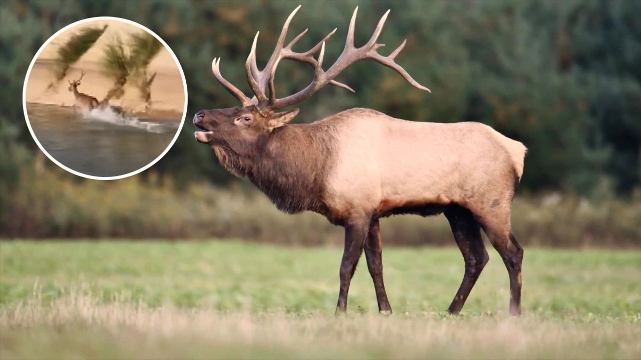 宁夏警民救马鹿,呦呦鹿鸣食野之"兔",巨鹿如何成为传说的雪怪