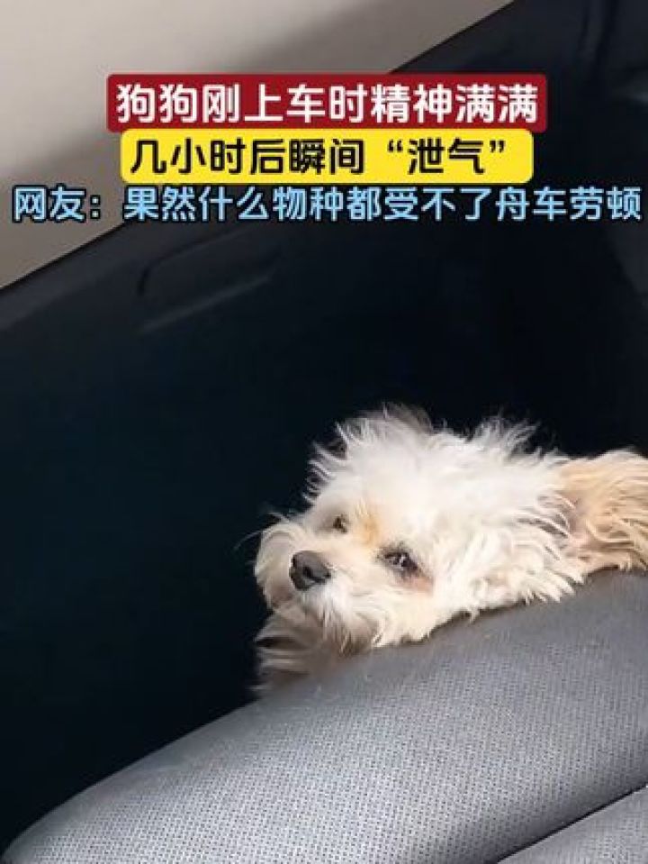 狗狗刚上车时精神满满,几小时后瞬间"泄气"