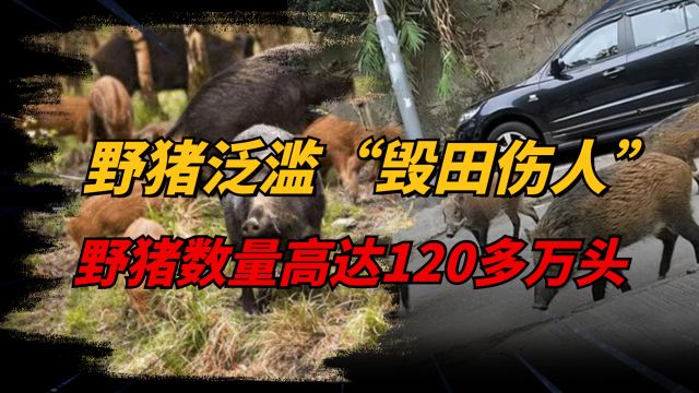 中国“野猪患”四起,数量突破120万头,为何打野猪成赔本买卖?