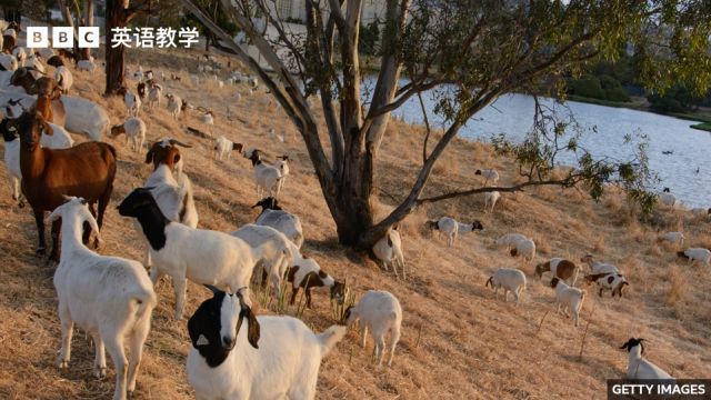 BBC随身英语:Firefighting goats “山羊消防队”