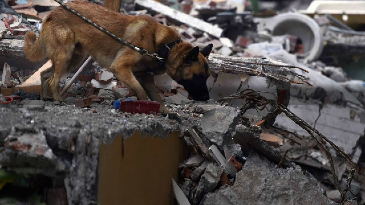 搜救犬受伤图片