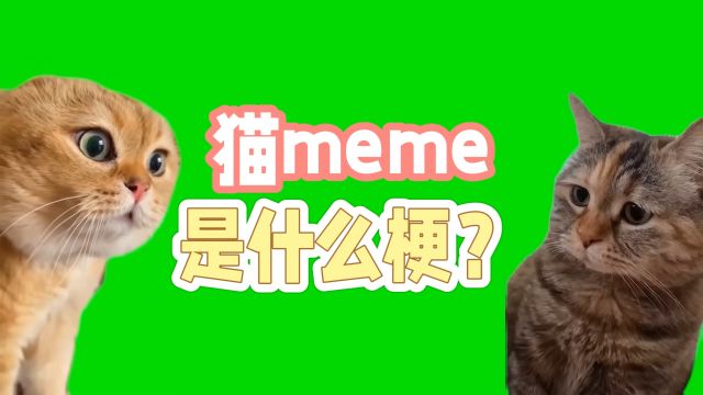 猫meme是什么梗?晋升原神、恋与制作人、代号鸢玩家最爱的生草二创?