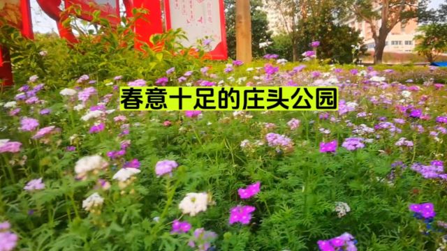 广州海珠在原“素馨花田”建造公园,有3万平方,3月充满春天气息