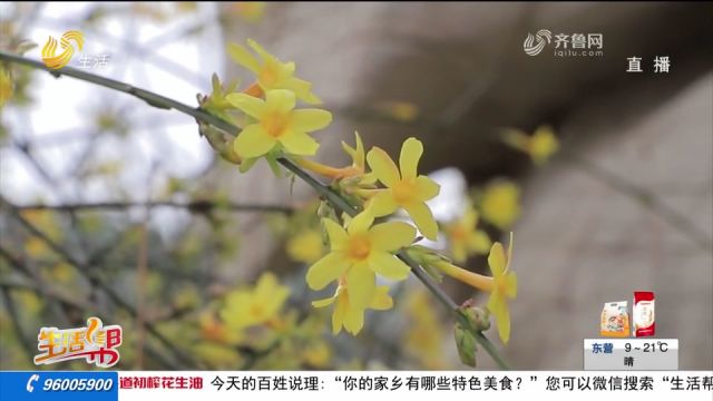 蓬莱三仙山:迎春花开春意浓,跟随镜头赏治愈美景,感受春意盎然