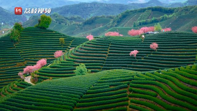 春风十里茶飘香!富阳拔山茶树与樱花争艳相映成趣