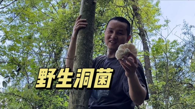 长在树上的野生菌,味道好极了