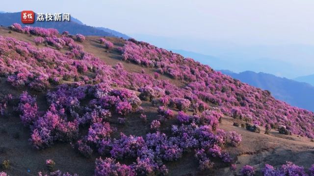 姹紫嫣红!云南剑川高山杜鹃盛放灿烂如锦